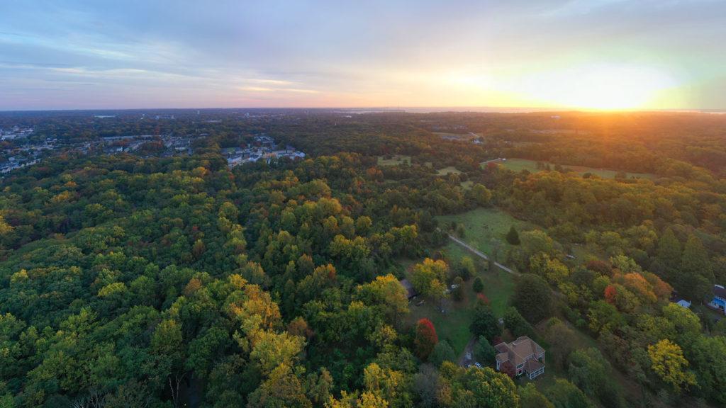 Forest at Sunrise