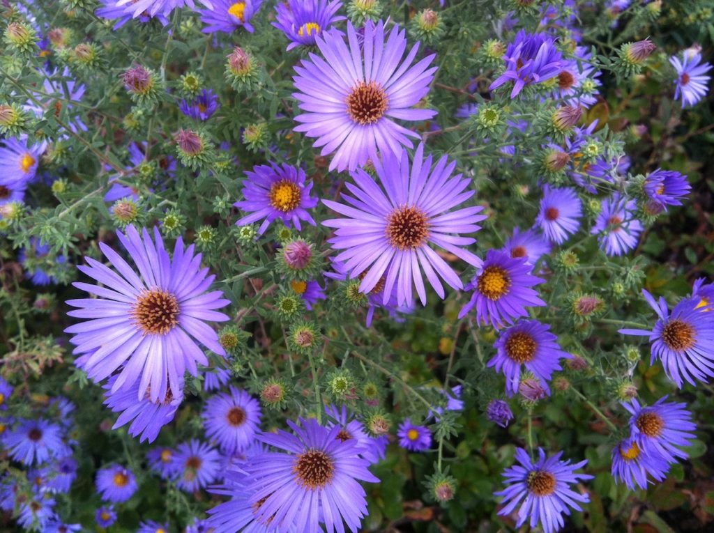 New England Asters by Ross Geredien