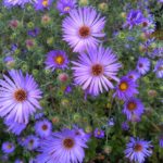 New England Asters by Ross Geredien