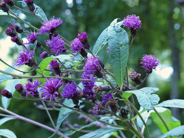 New York Ironweed by Stephanie Brundage