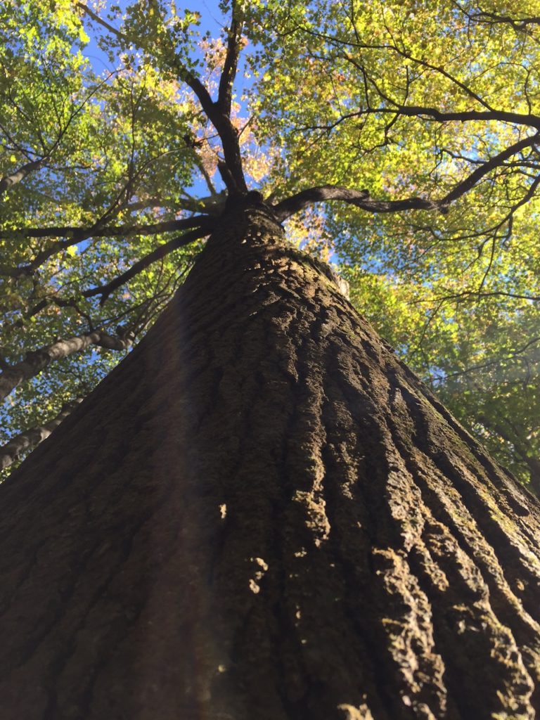 Forest Giant