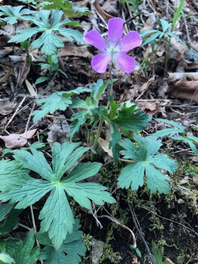 Wild Geranium