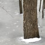 Sweetgum in Winter