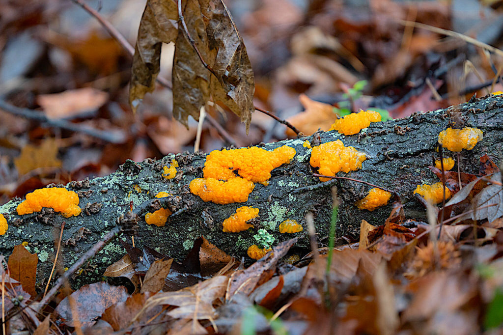 Witches Butter by Todd Sleeman